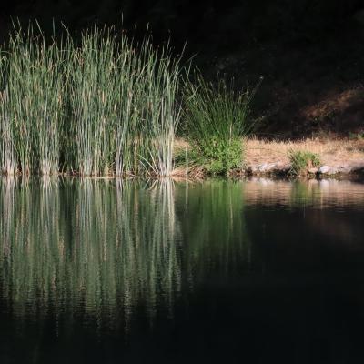 La petite plage et les 'orgues de roseaux' - A.JEANNIN