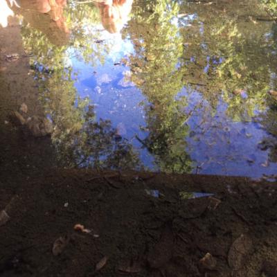 Le reflet de l'eau- L.BERTOLINI