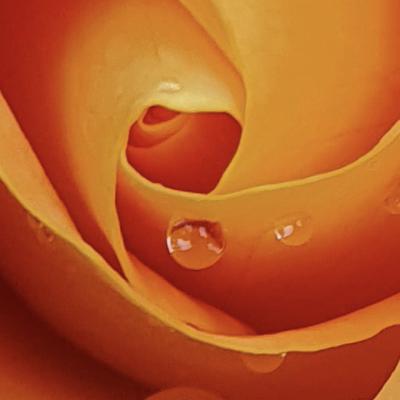 Rosée du matin dans mon jardin C.TOMADO